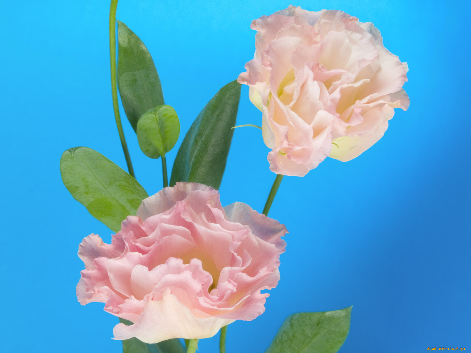 цветы, эустома