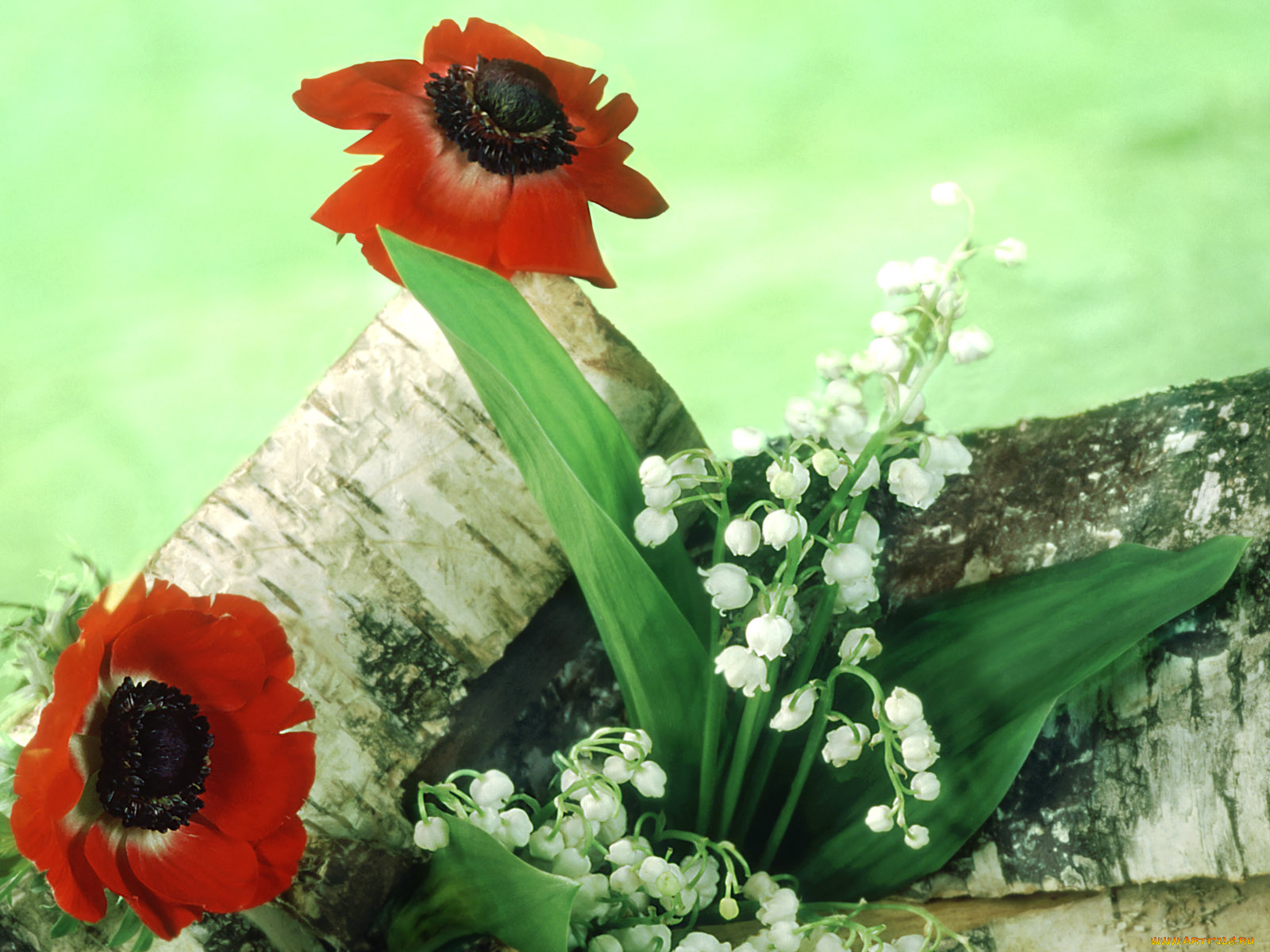 цветы, разные, вместе