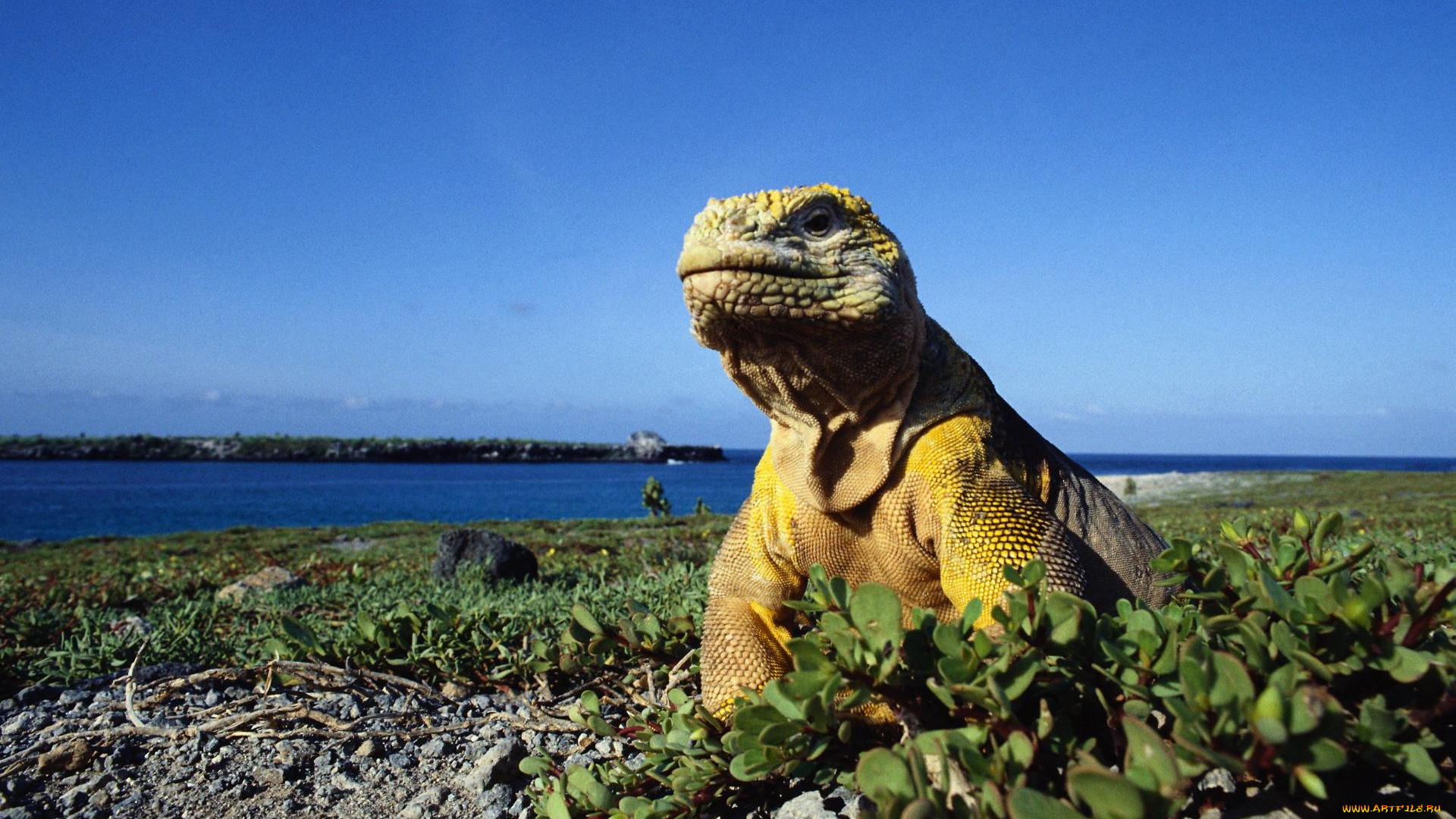 животные, Ящерицы, игуаны, вараны
