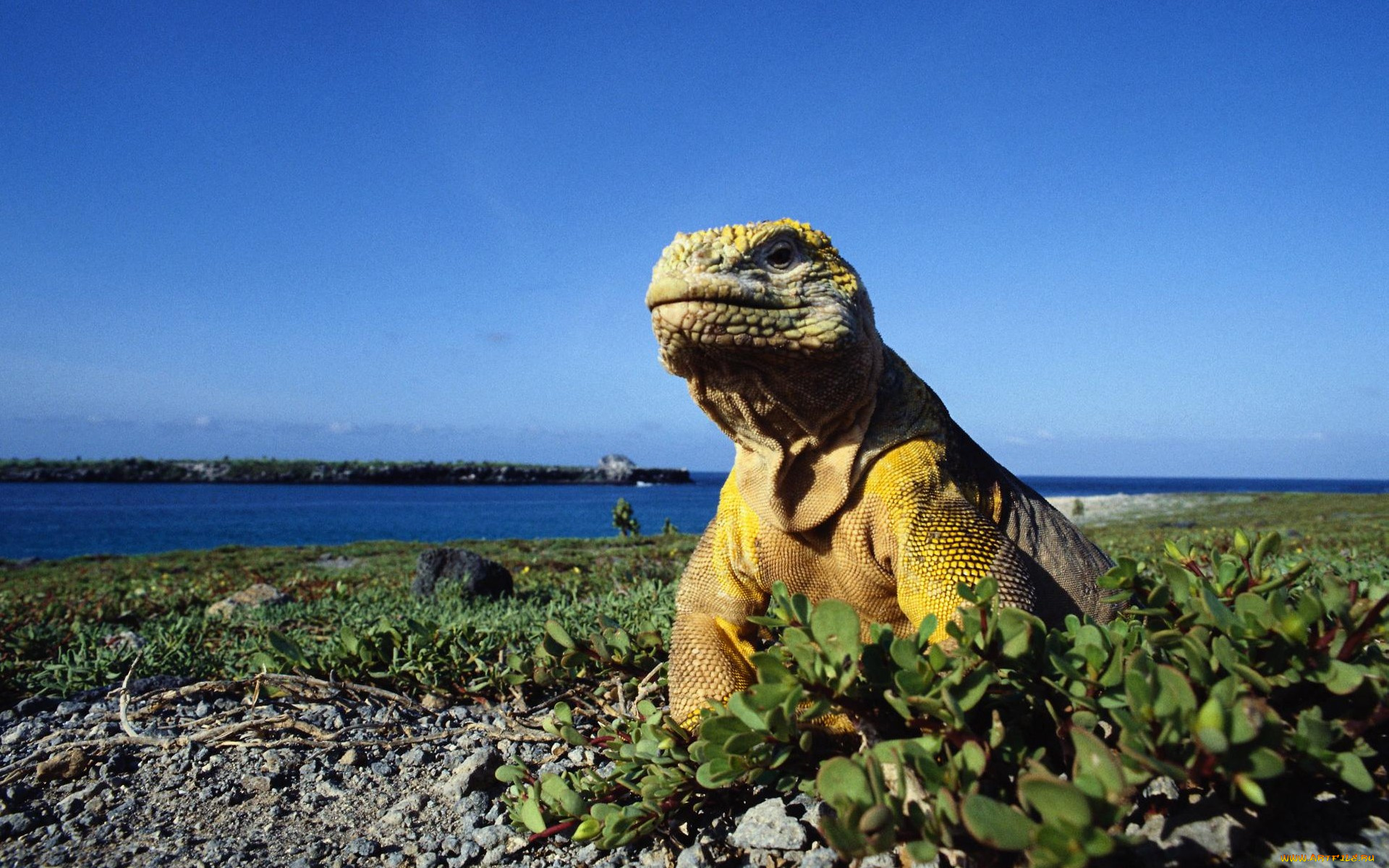 животные, Ящерицы, игуаны, вараны