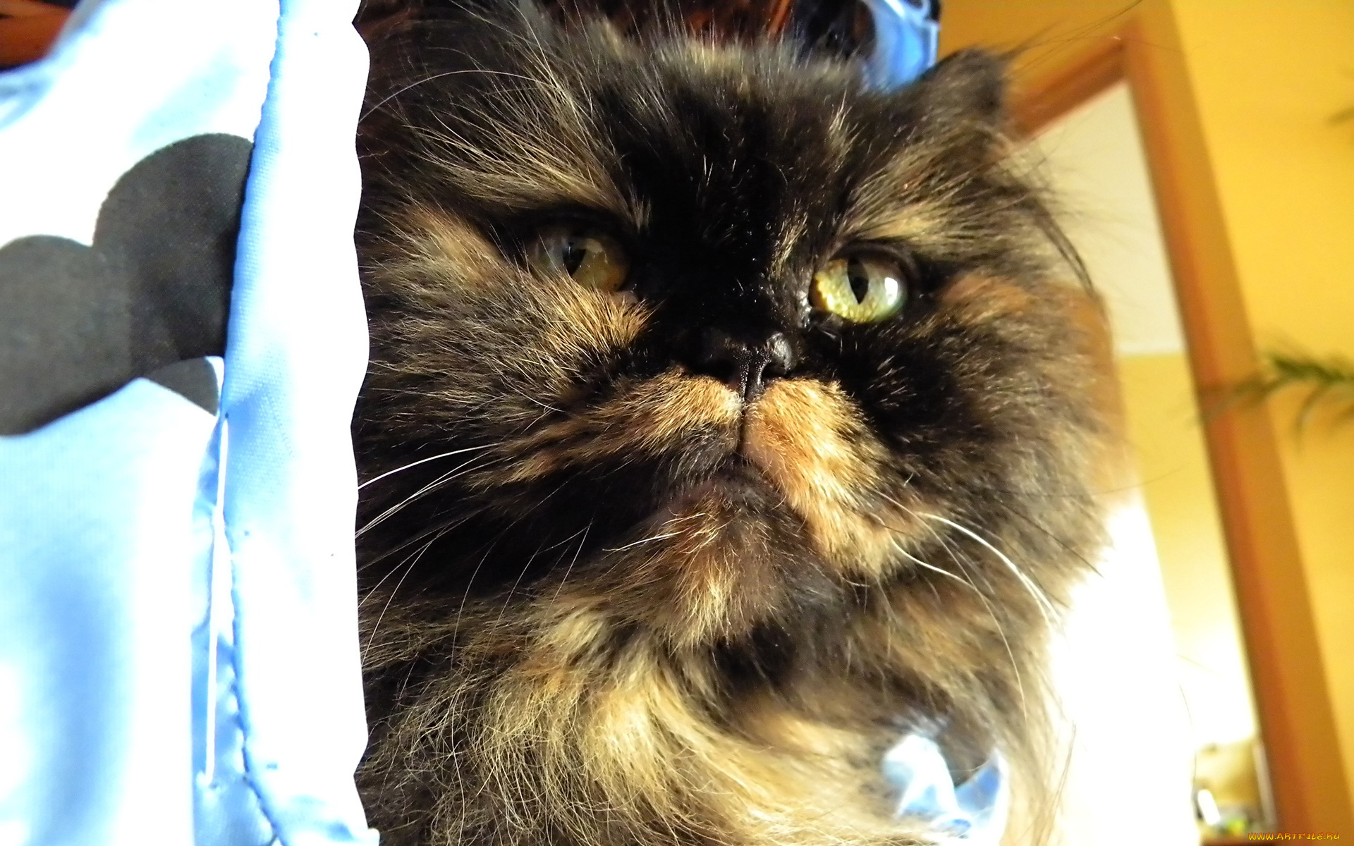 животные, коты