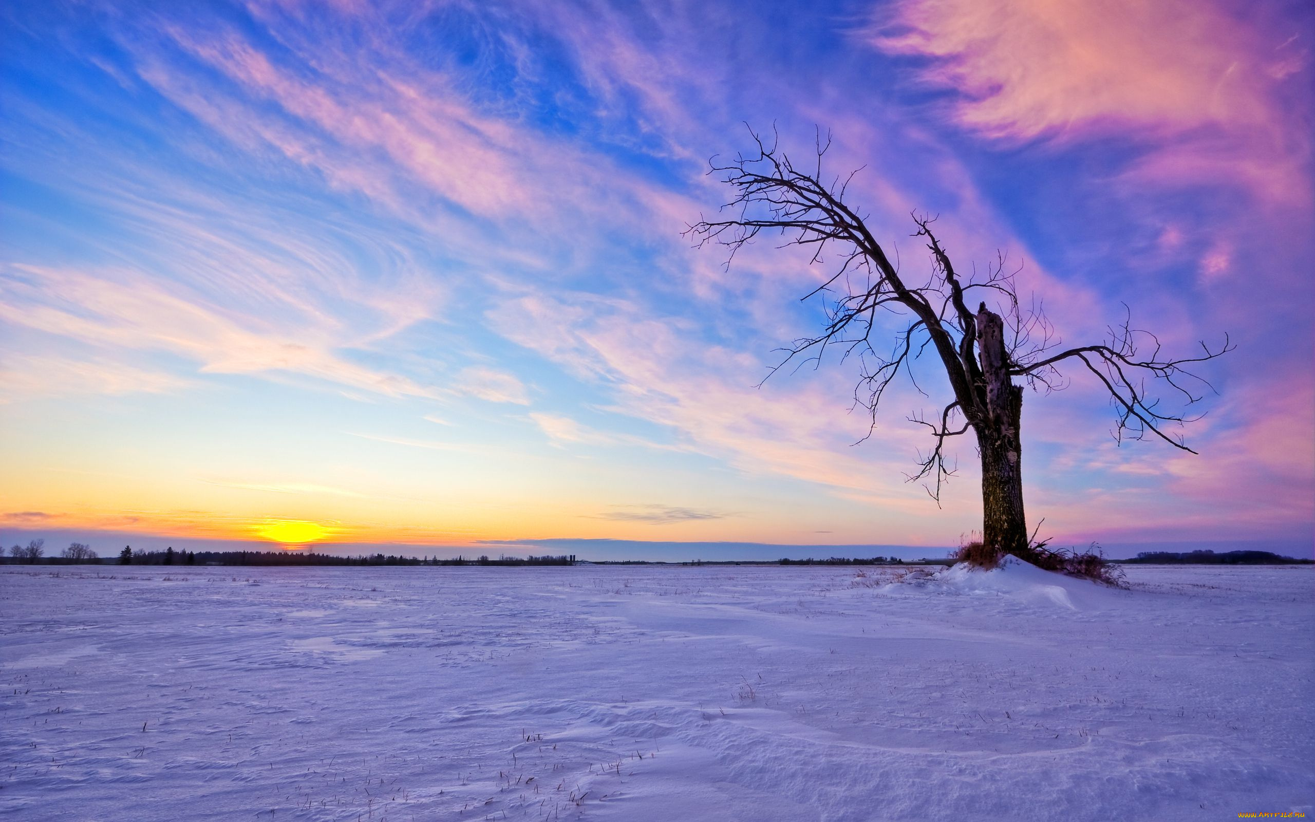 природа, деревья