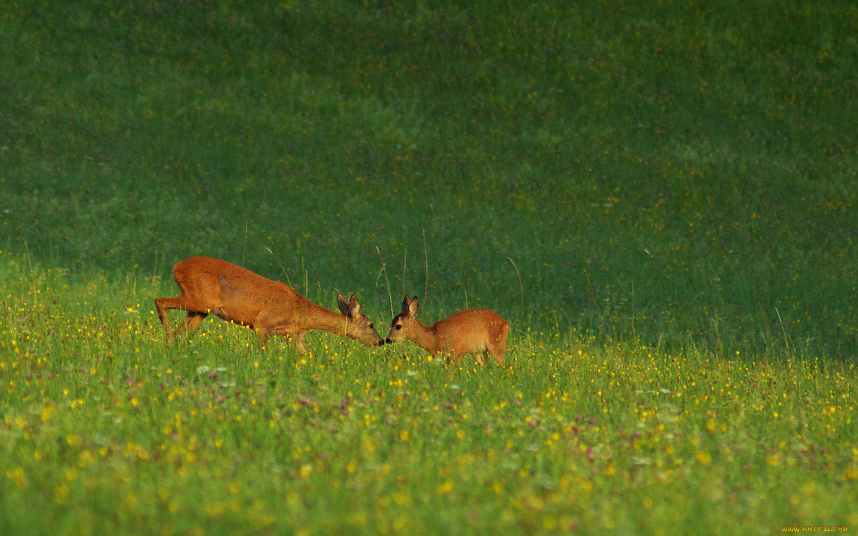 животные, олени, косуля, детеныш