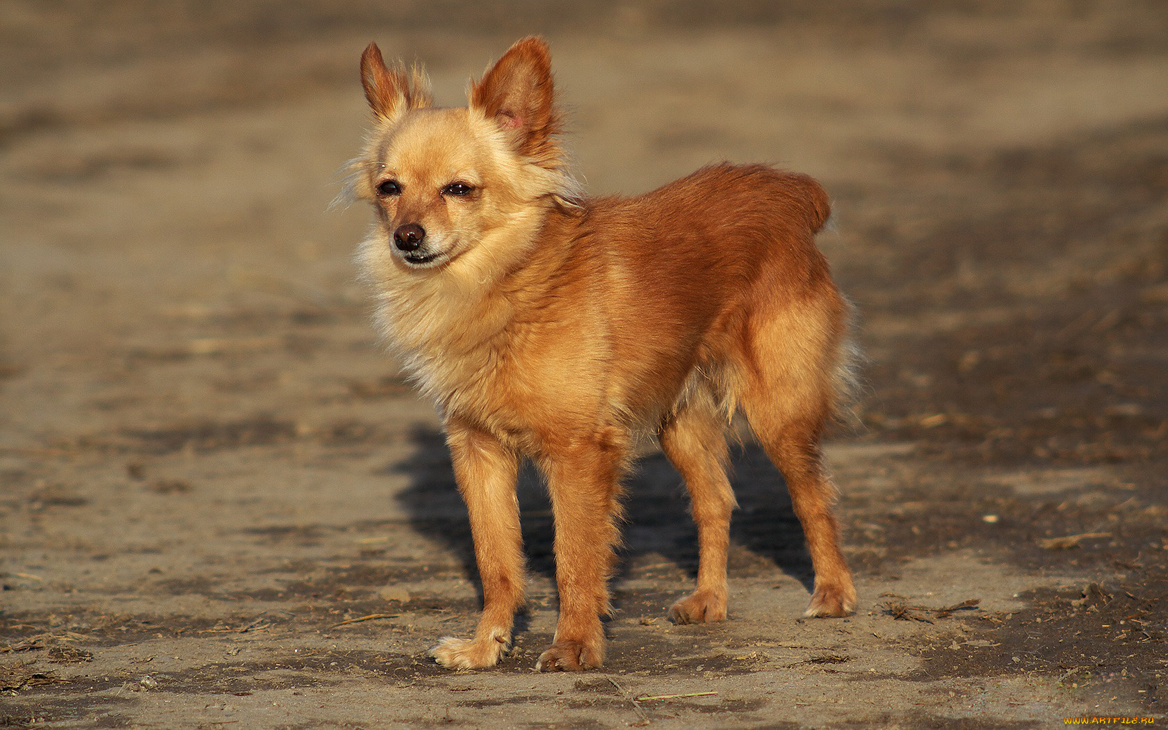животные, собаки, рыжик