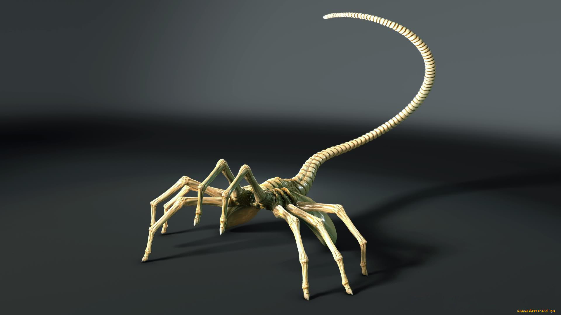 3д, графика, animals, животные, суставы, позвонки, пальцы, хвост