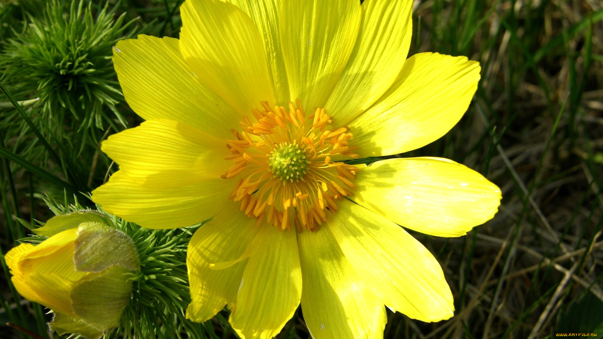 цветы, анемоны, адонисы, желтый, большой, адонис