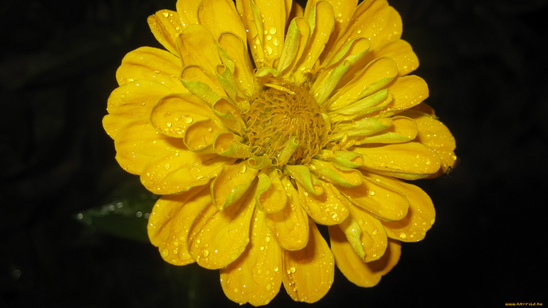 цветы, цинния, желтый, макро, капли
