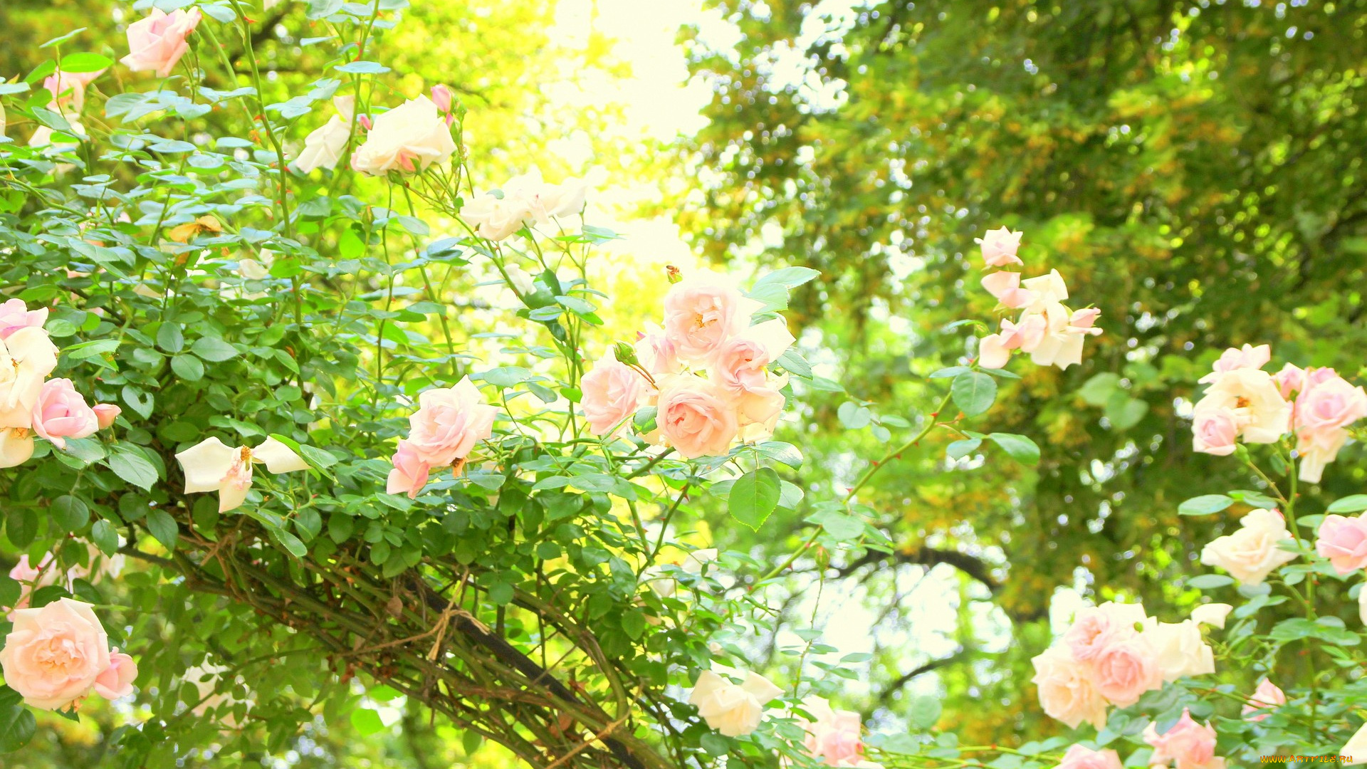 цветы, розы, утро