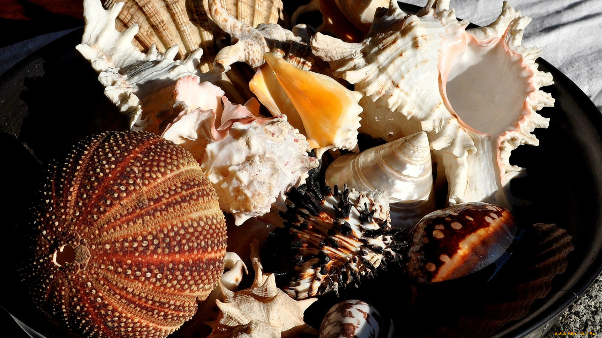 разное, ракушки, кораллы, декоративные, spa, камни, морской, еж, тарелка