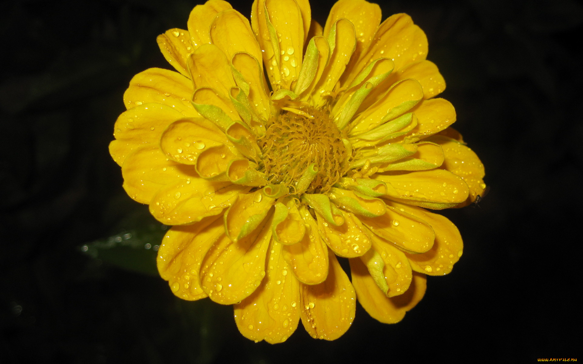 цветы, цинния, желтый, макро, капли