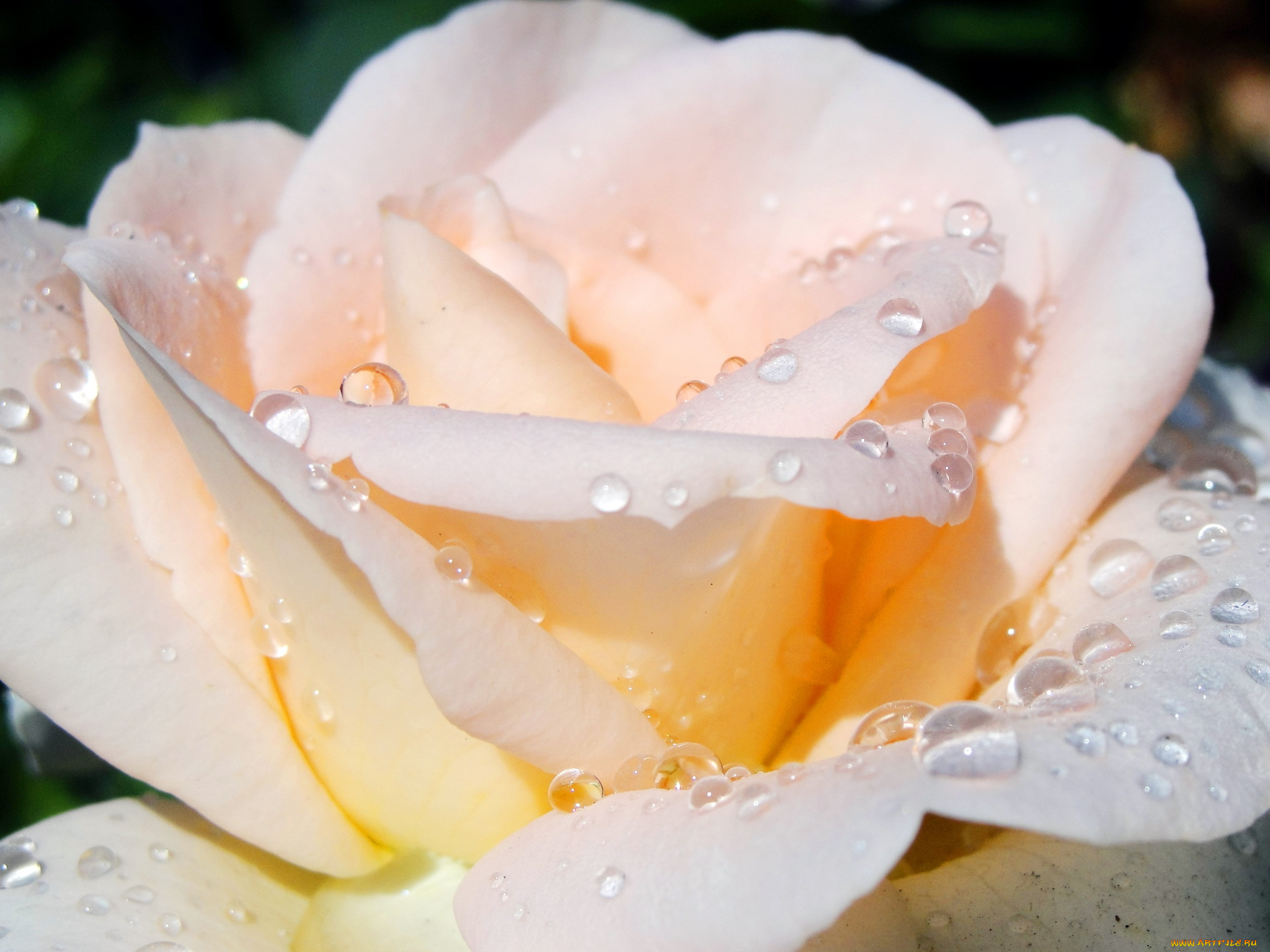 цветы, розы, нежность