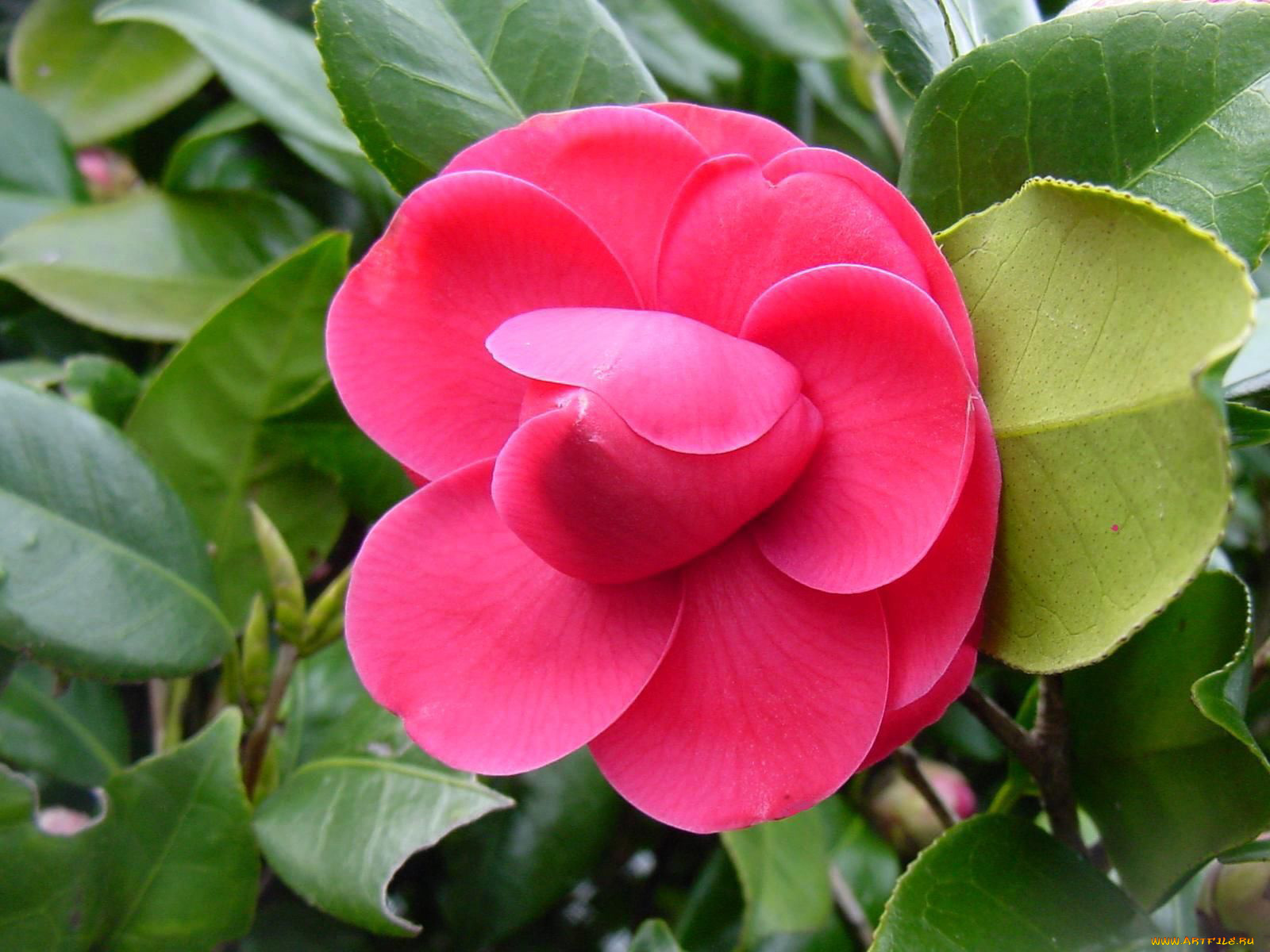 цветы, камелии, розовый