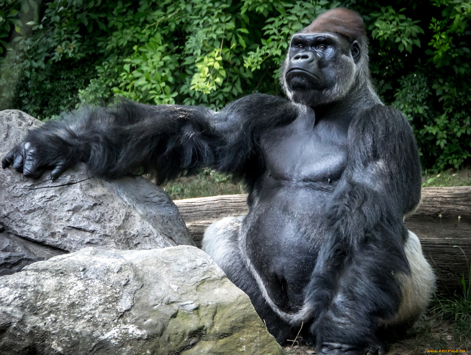 животные, обезьяны, кинг-конг, горилла