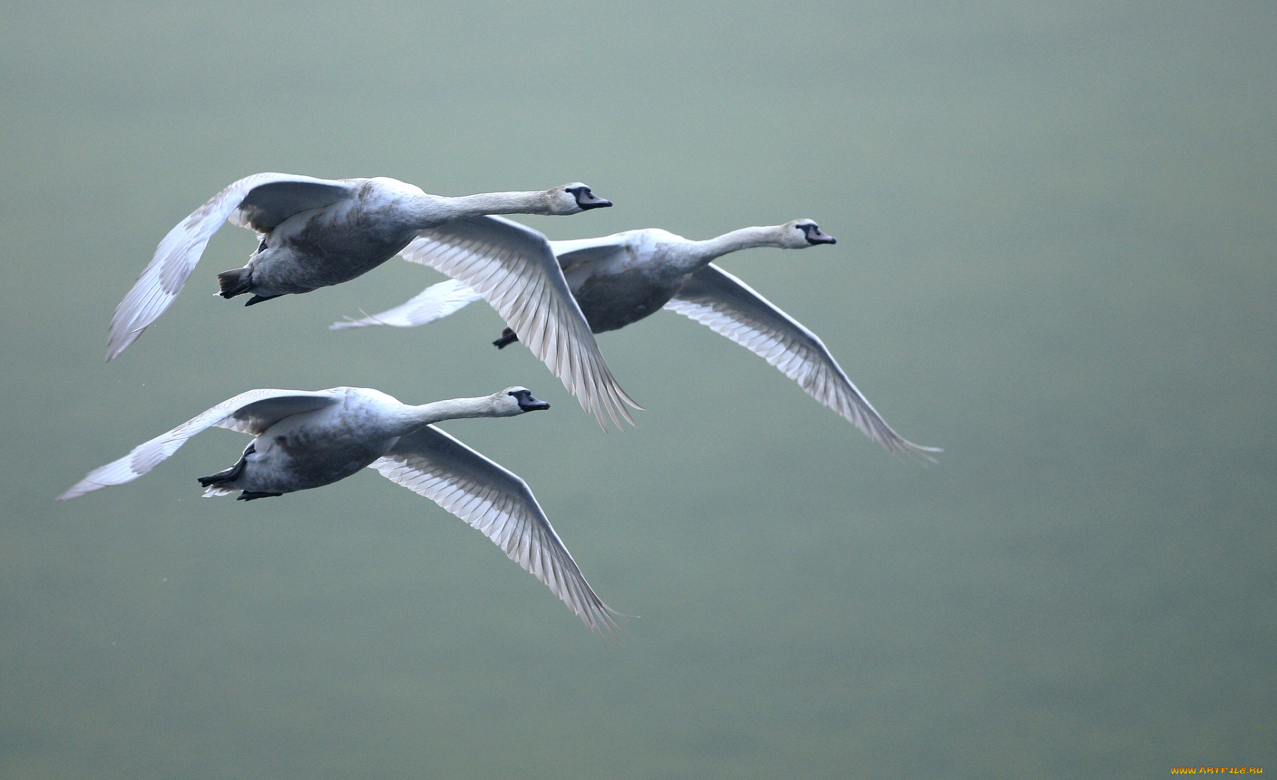 животные, лебеди, крылья, полет