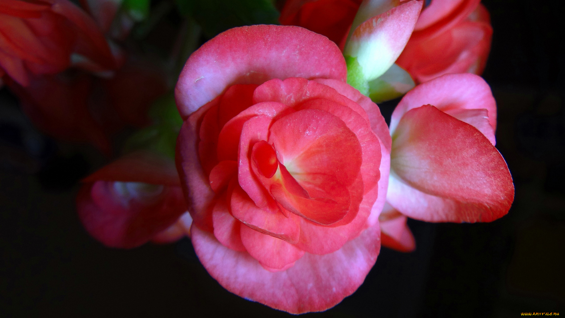 цветы, бегония, розовый