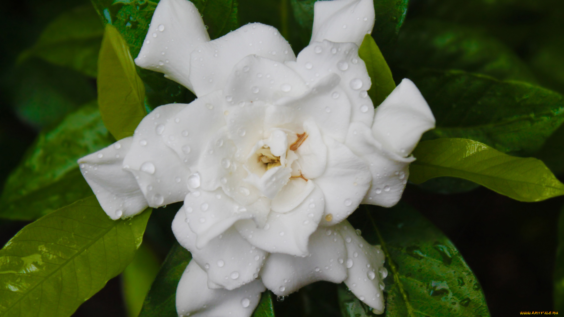 цветы, гардения, белый, капли