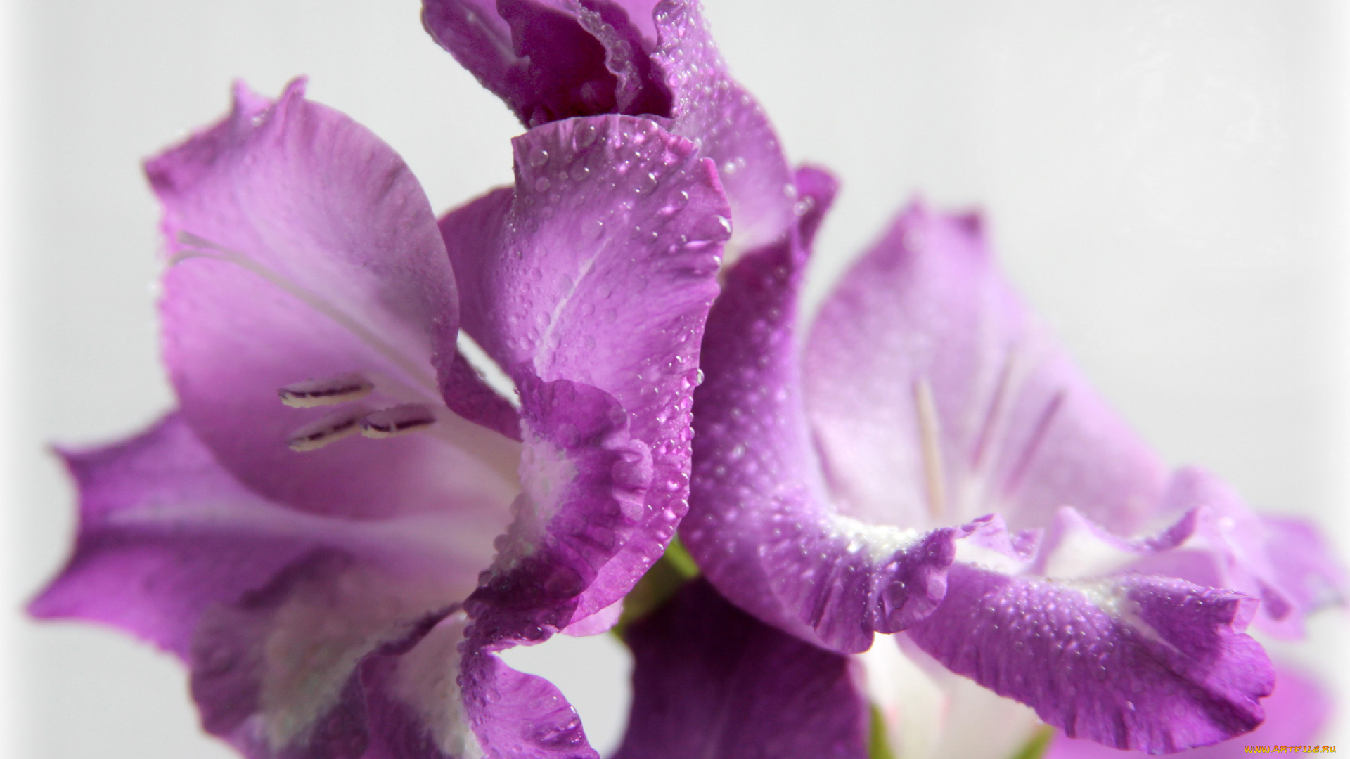 цветы, гладиолусы, гладиолус