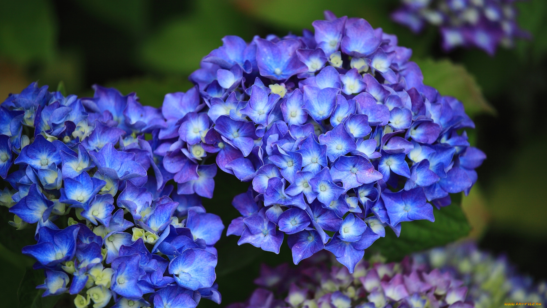 цветы, гортензия, синий
