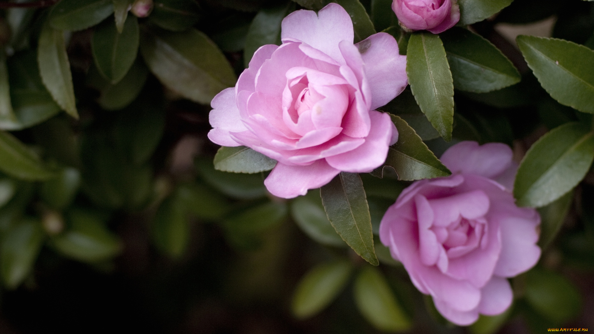 цветы, камелии, розовый, дерево