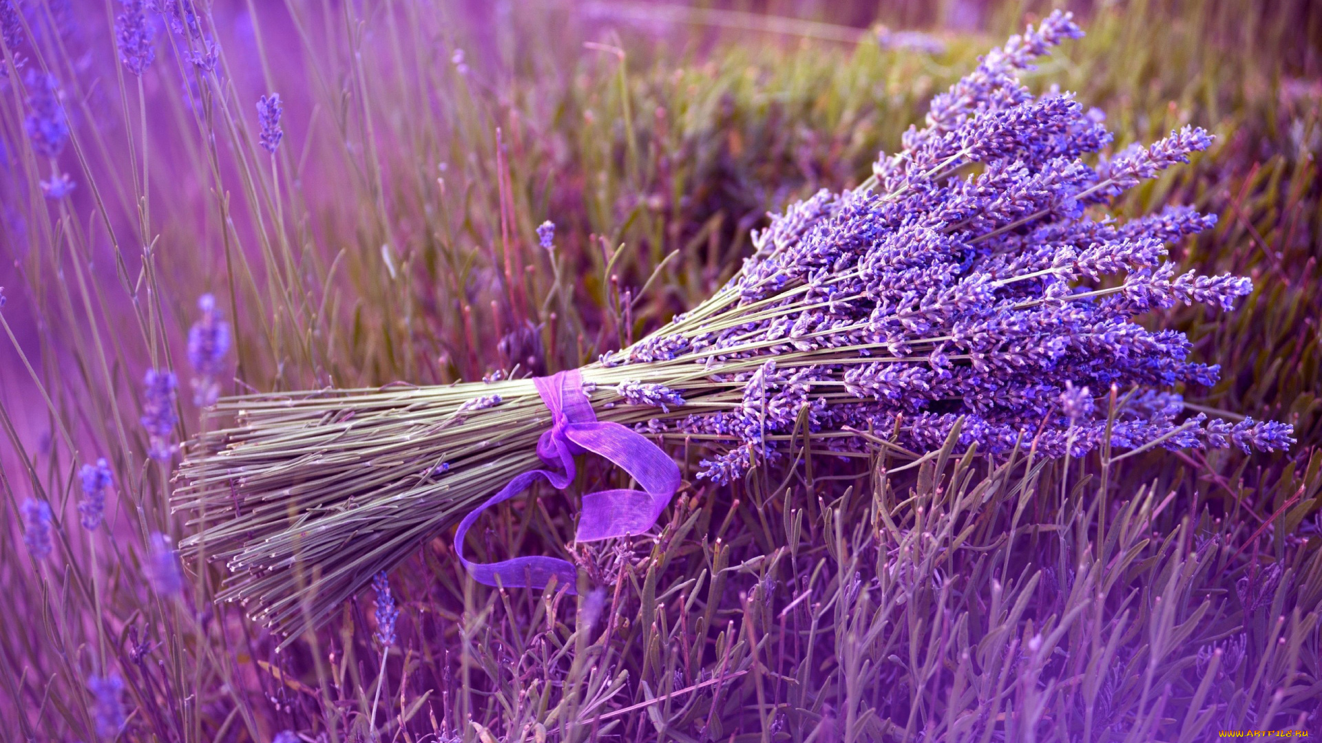 цветы, лаванда, лиловый