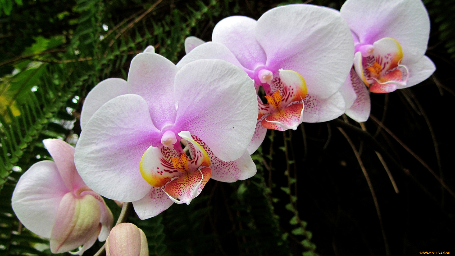 цветы, орхидеи, розовый, ветка
