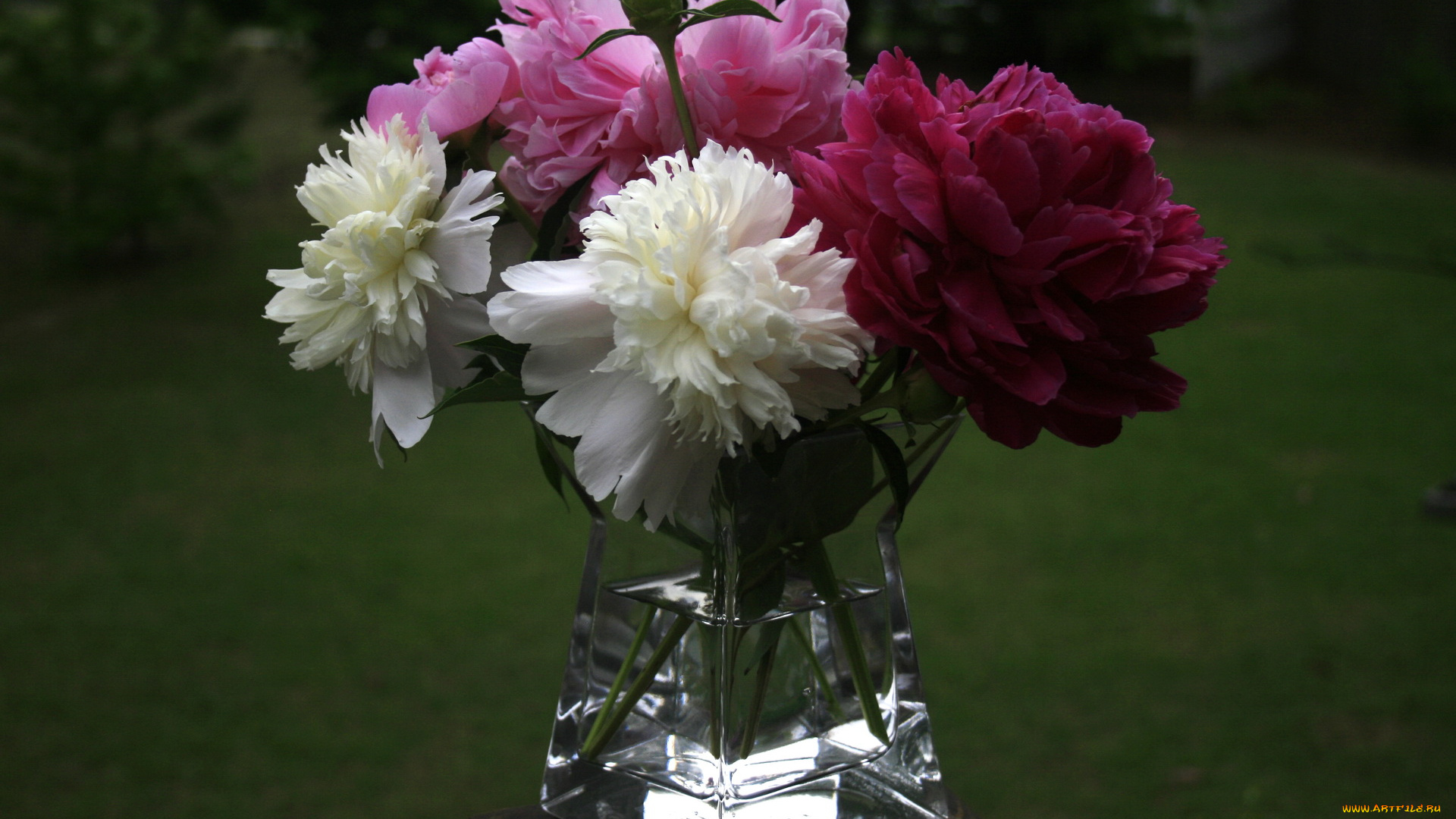цветы, пионы