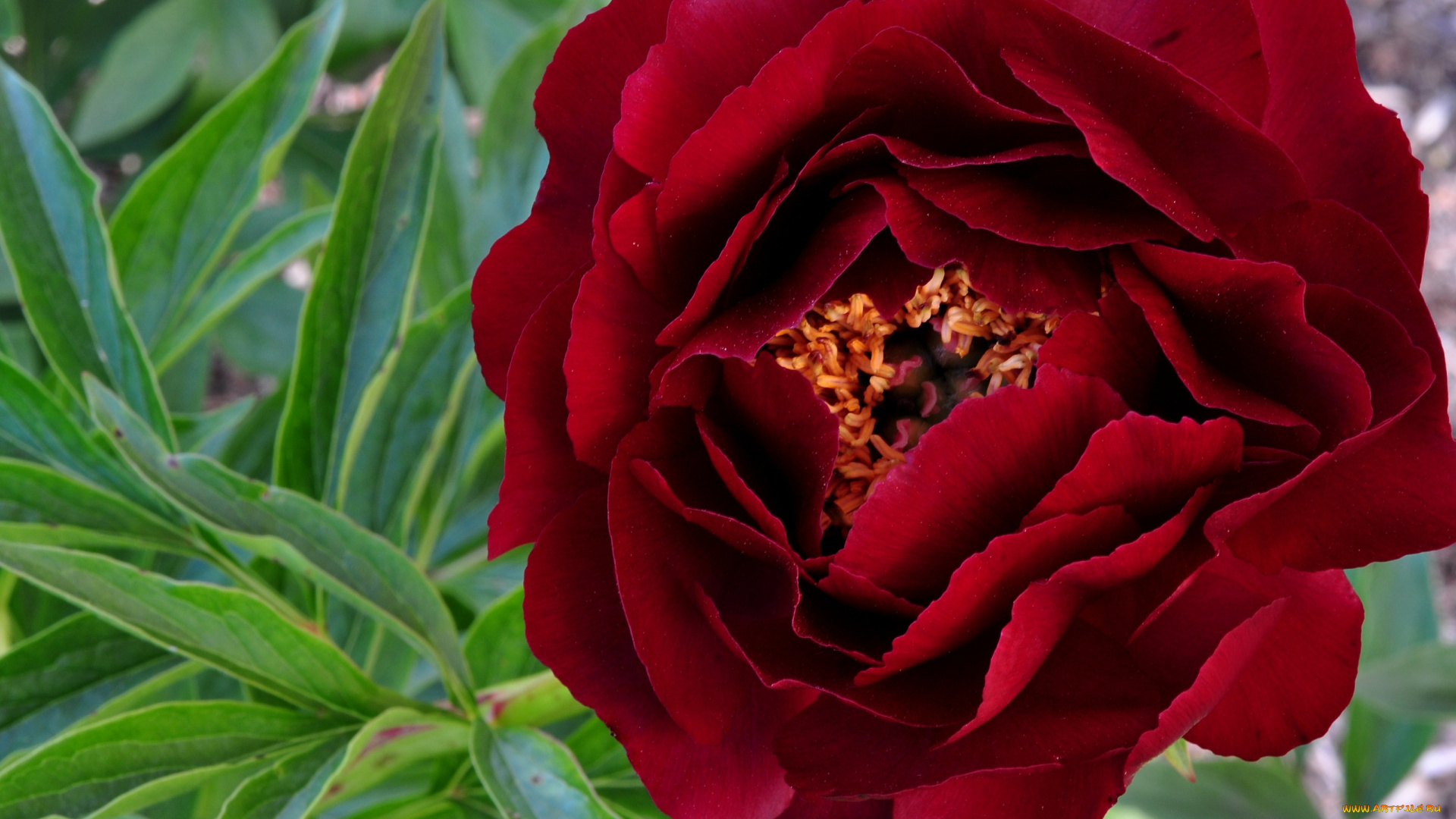 цветы, пионы, макро, бордовый