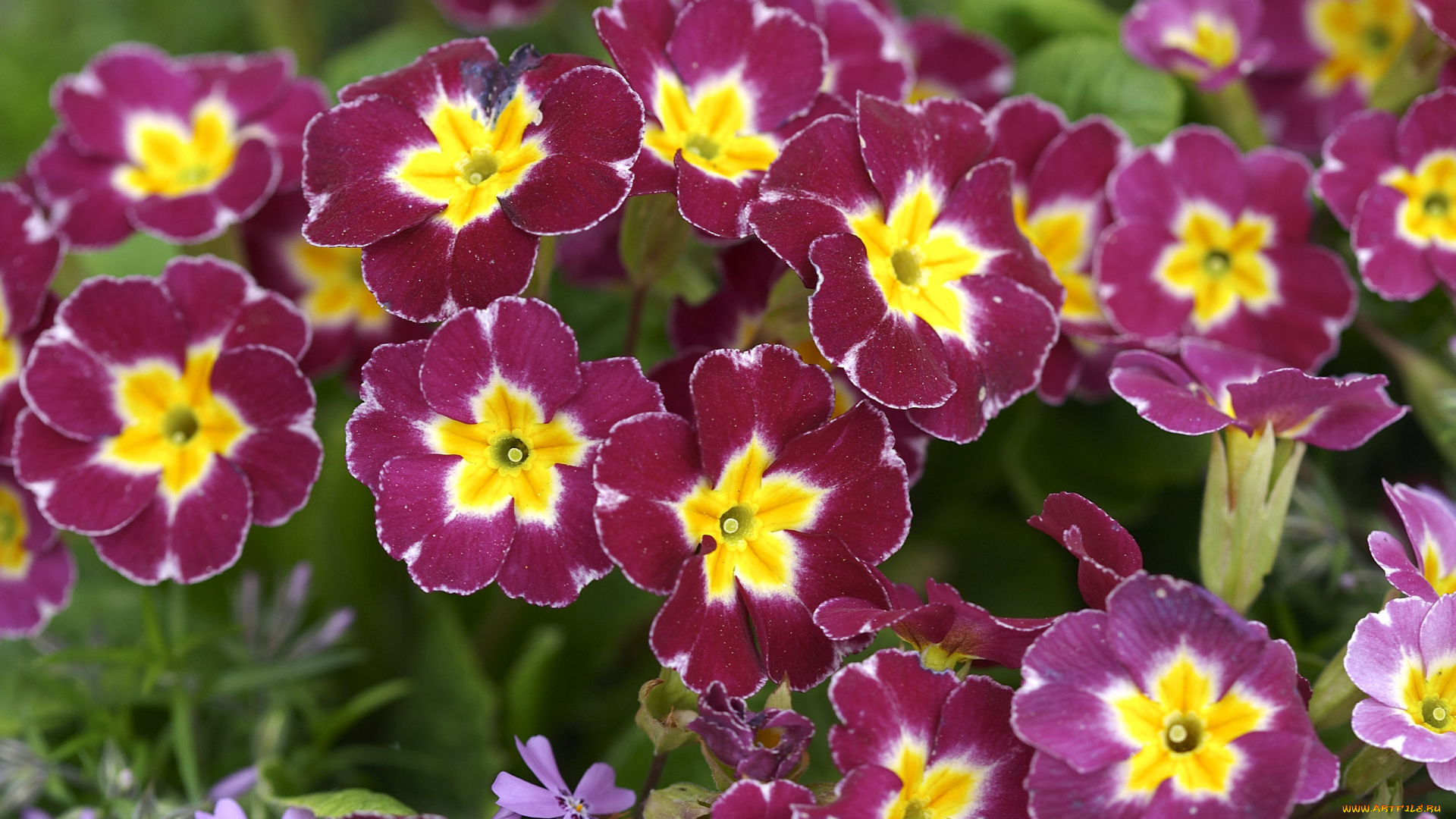 цветы, примулы, первоцвет