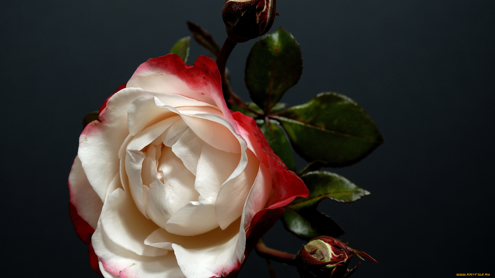 цветы, розы, лепестки, ободок