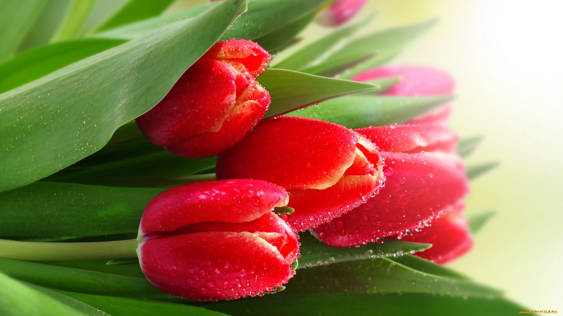 цветы, тюльпаны, розовый, зеленый, капли
