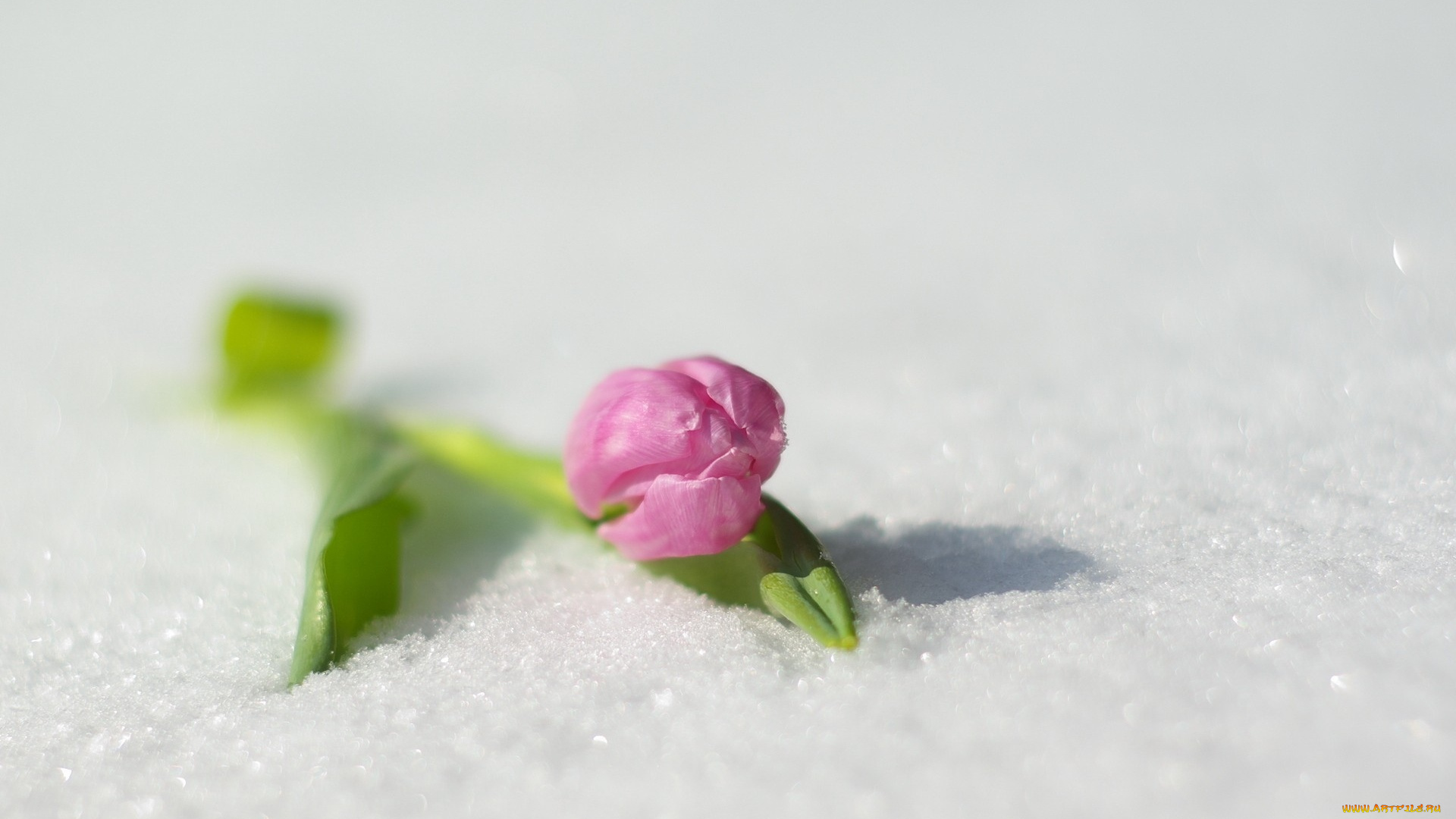 цветы, тюльпаны, снег, тюльпан, розовый, одинокий