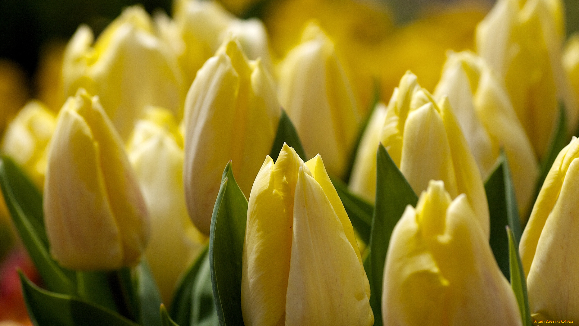 цветы, тюльпаны, желтый, бутоны