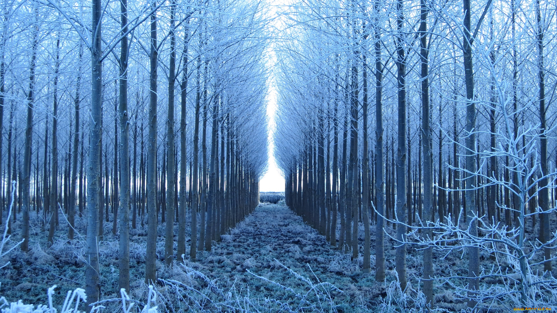 природа, зима, деревья, ряды, иней