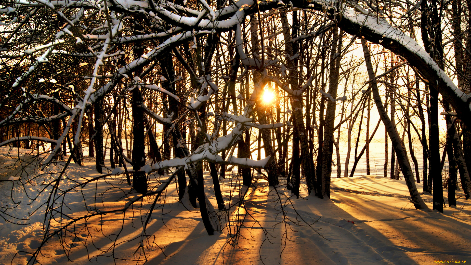 природа, зима, лес, снег