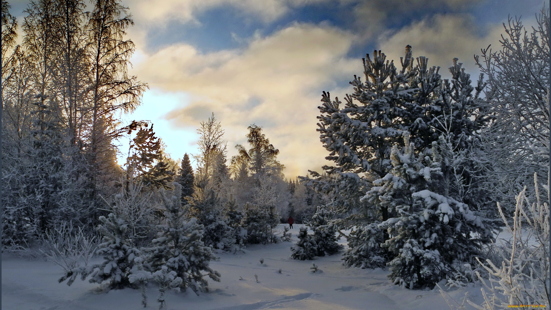 природа, зима, мороз, лес, снег