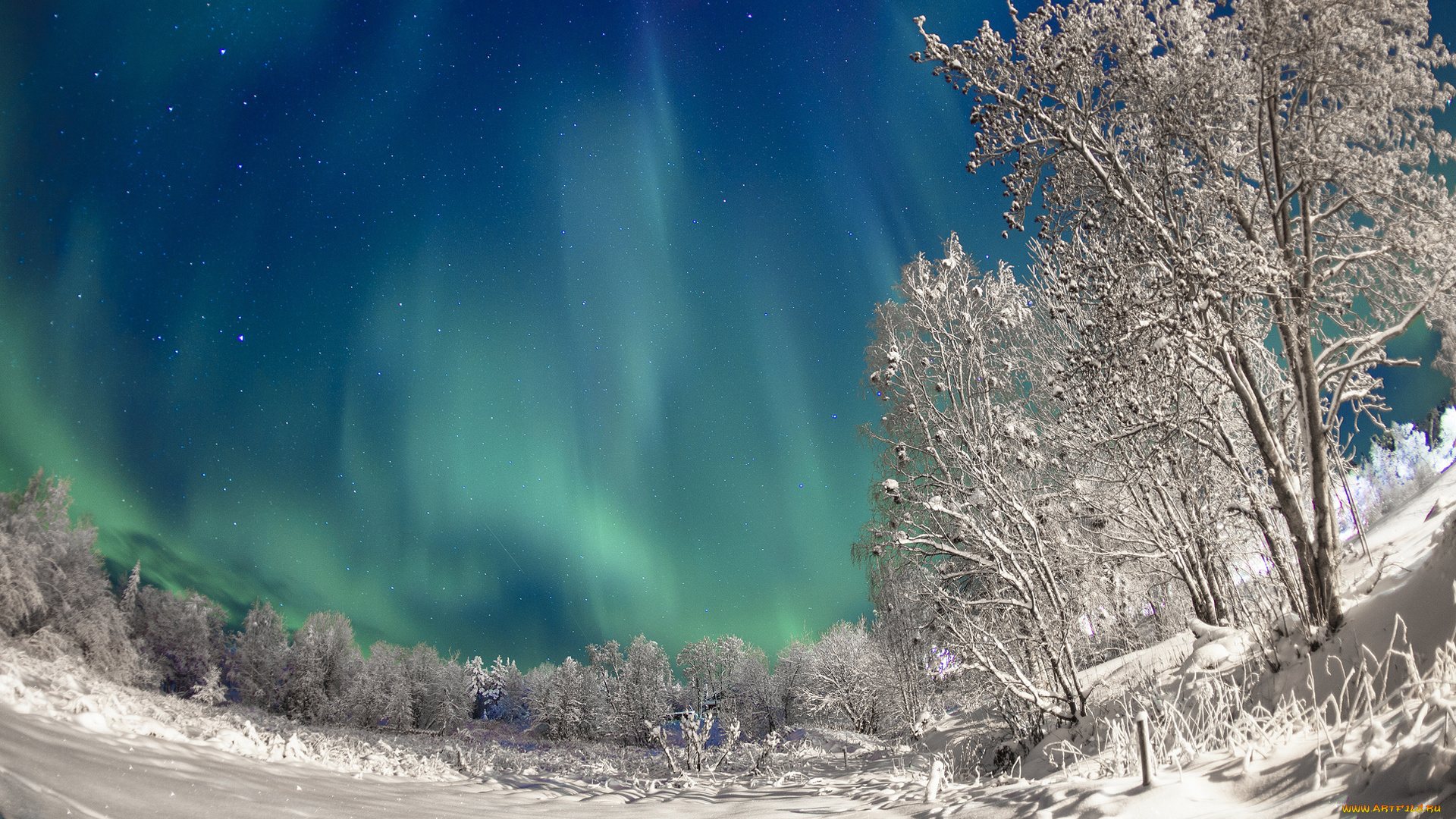 природа, зима, снег, деревья, ночь, небо, северное, сияние