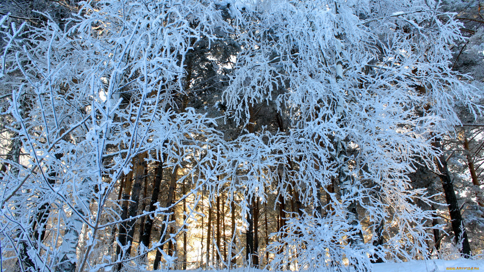 природа, зима, снег, лес