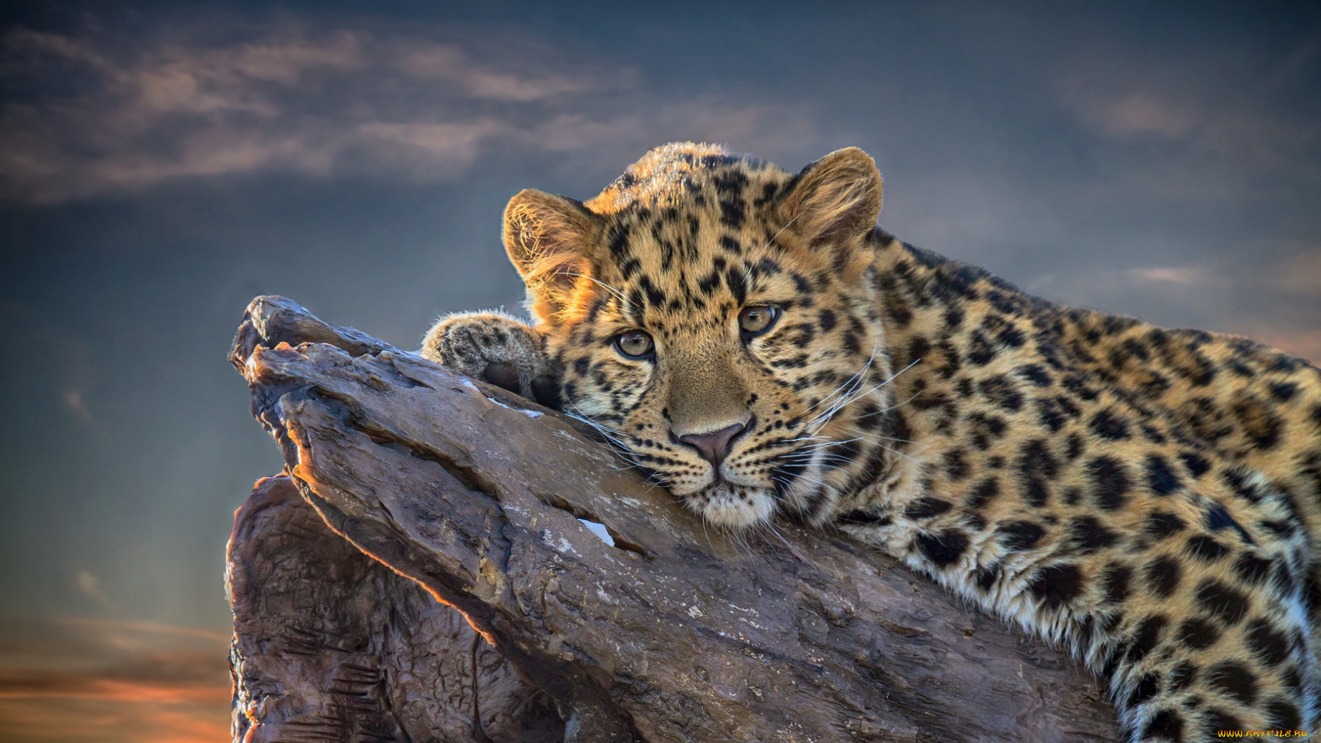 животные, леопарды, отдых, пятна, малыш