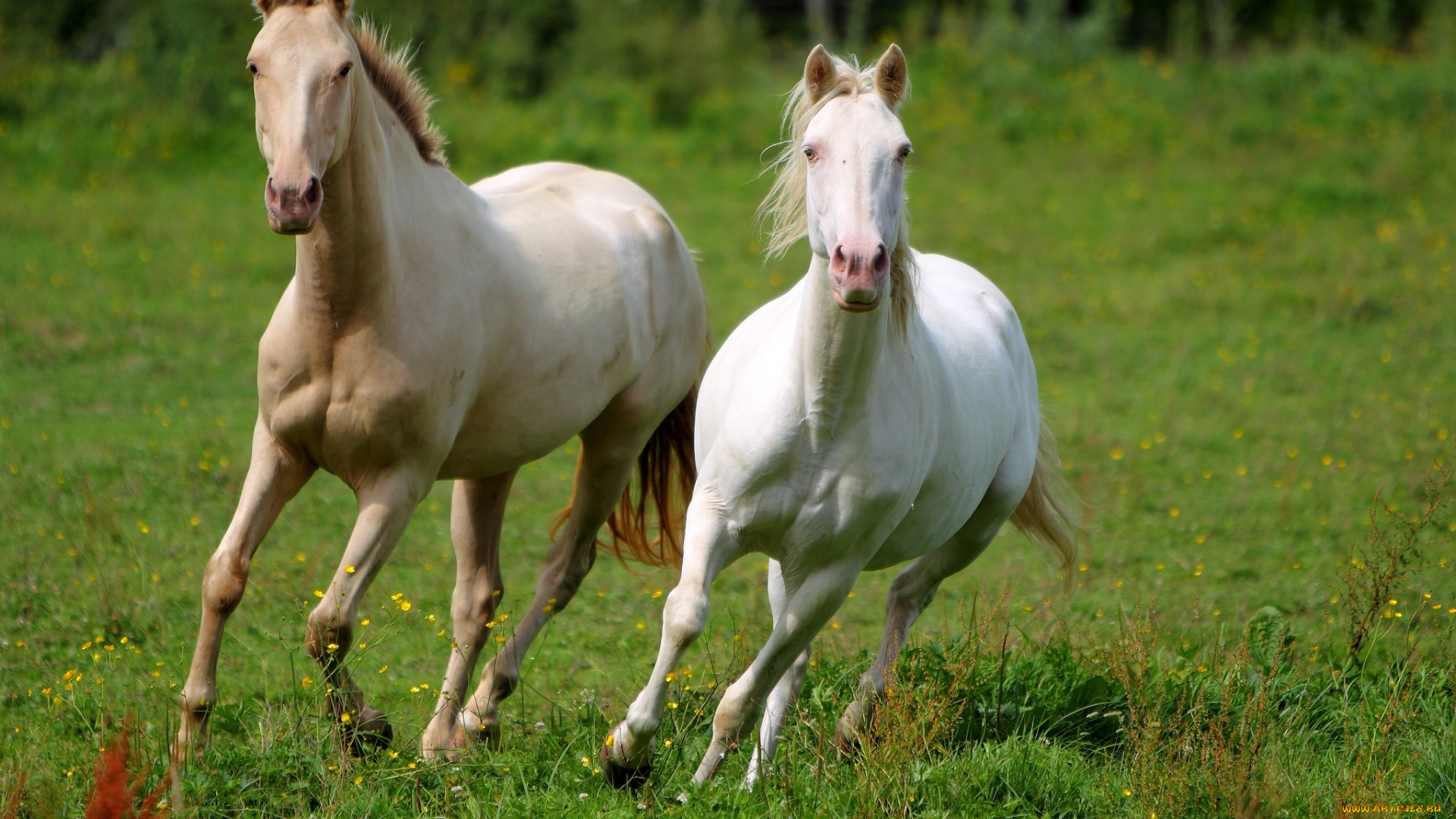 животные, лошади, бег, гривы