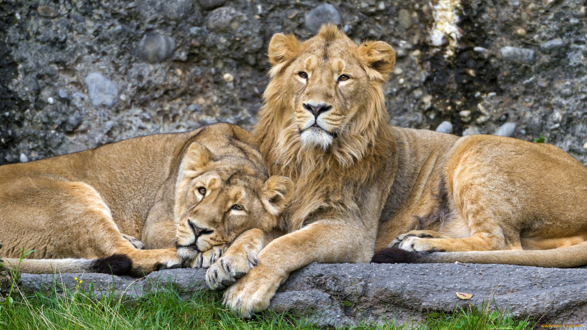 животные, львы, нежность, пара