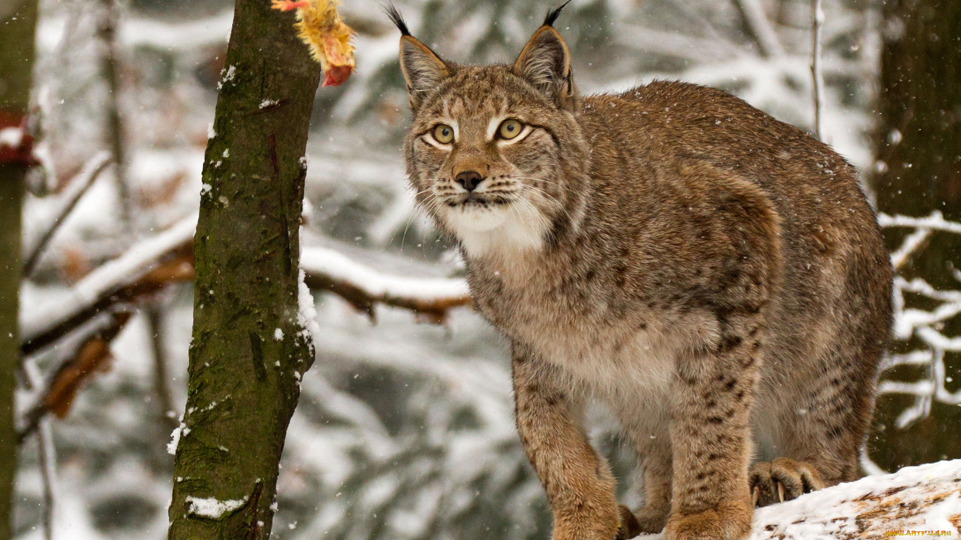 животные, рыси, кошка, снег