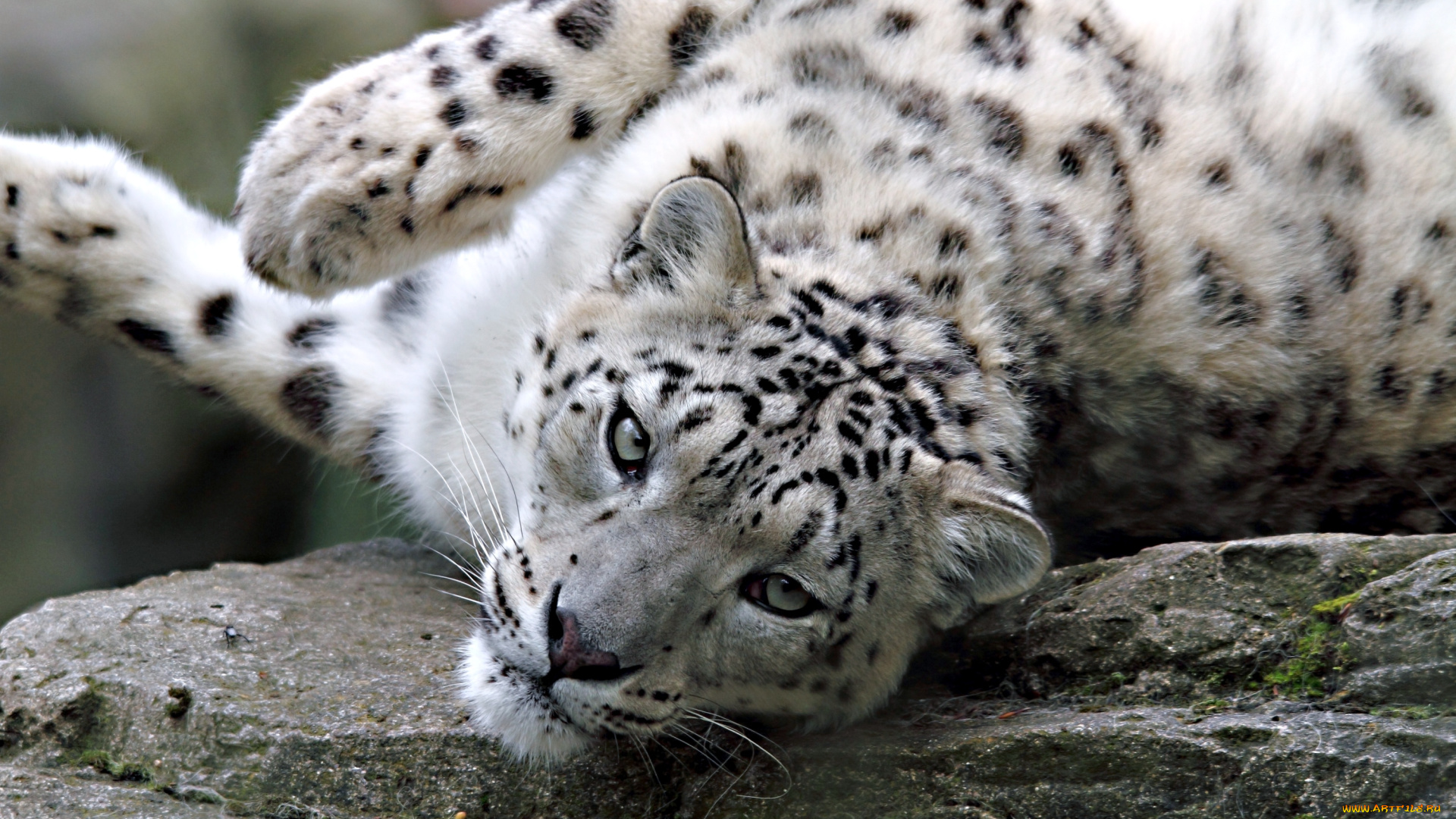 животные, снежный, барс, ирбис, голова