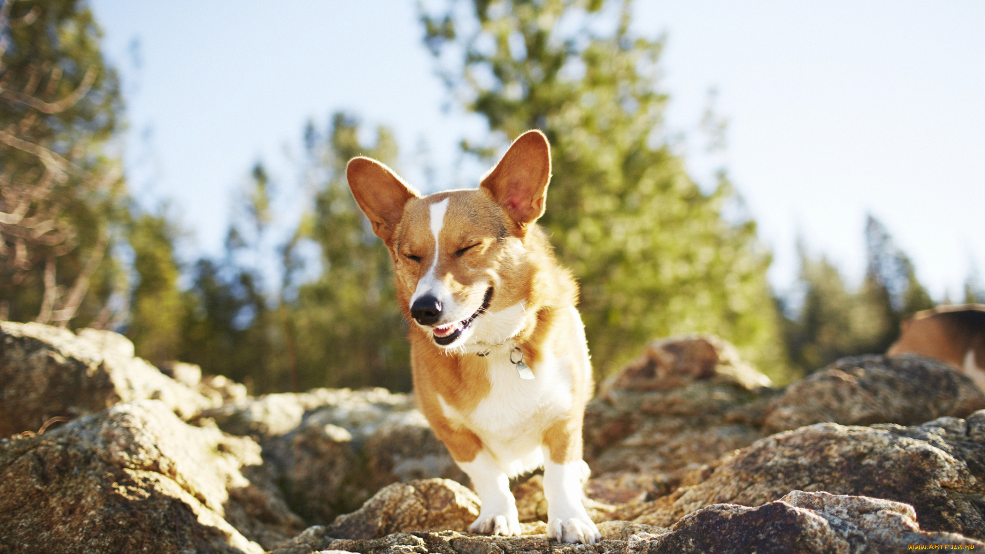 животные, собаки, настроение, камни, собака