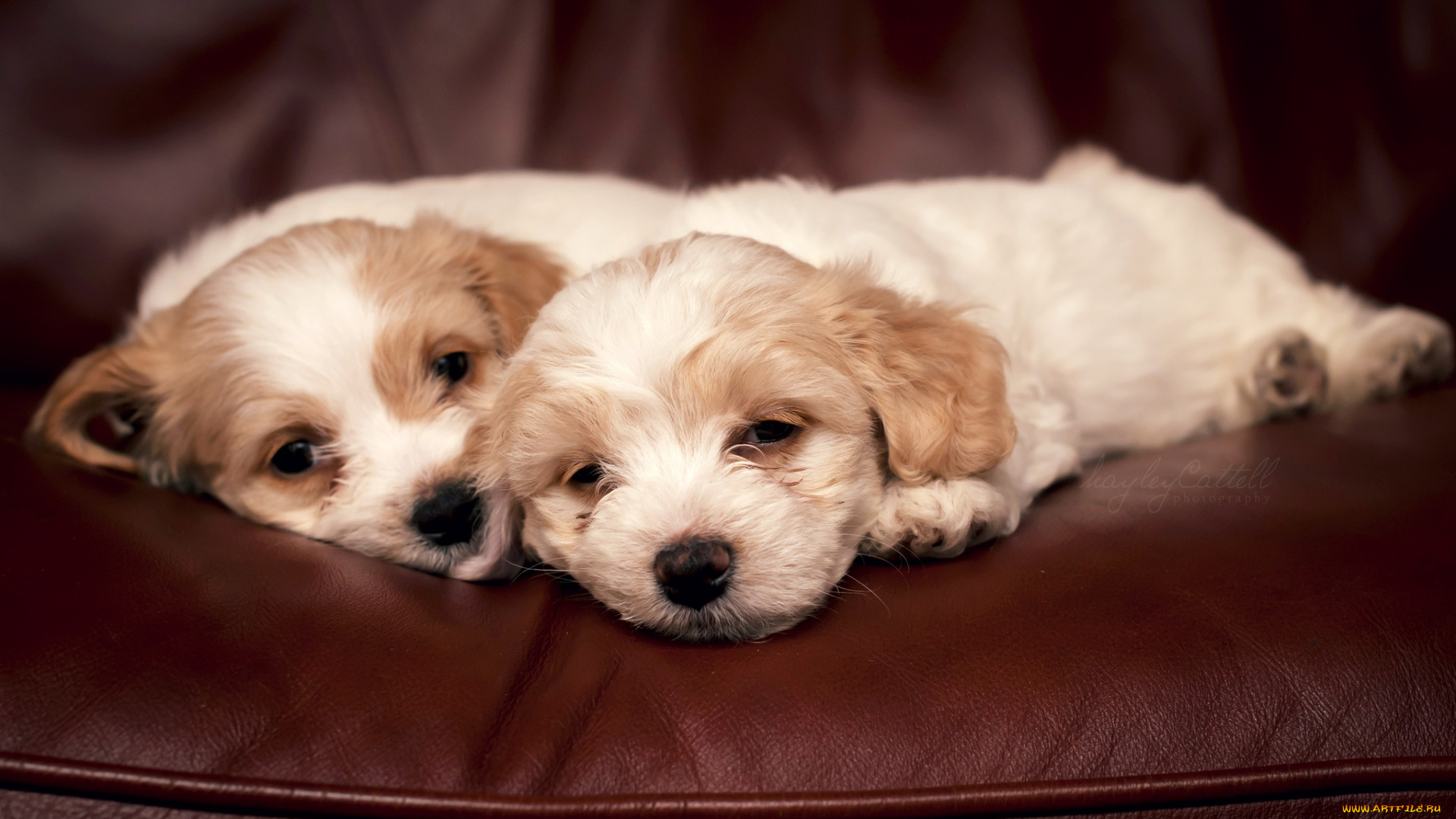 животные, собаки, щенки