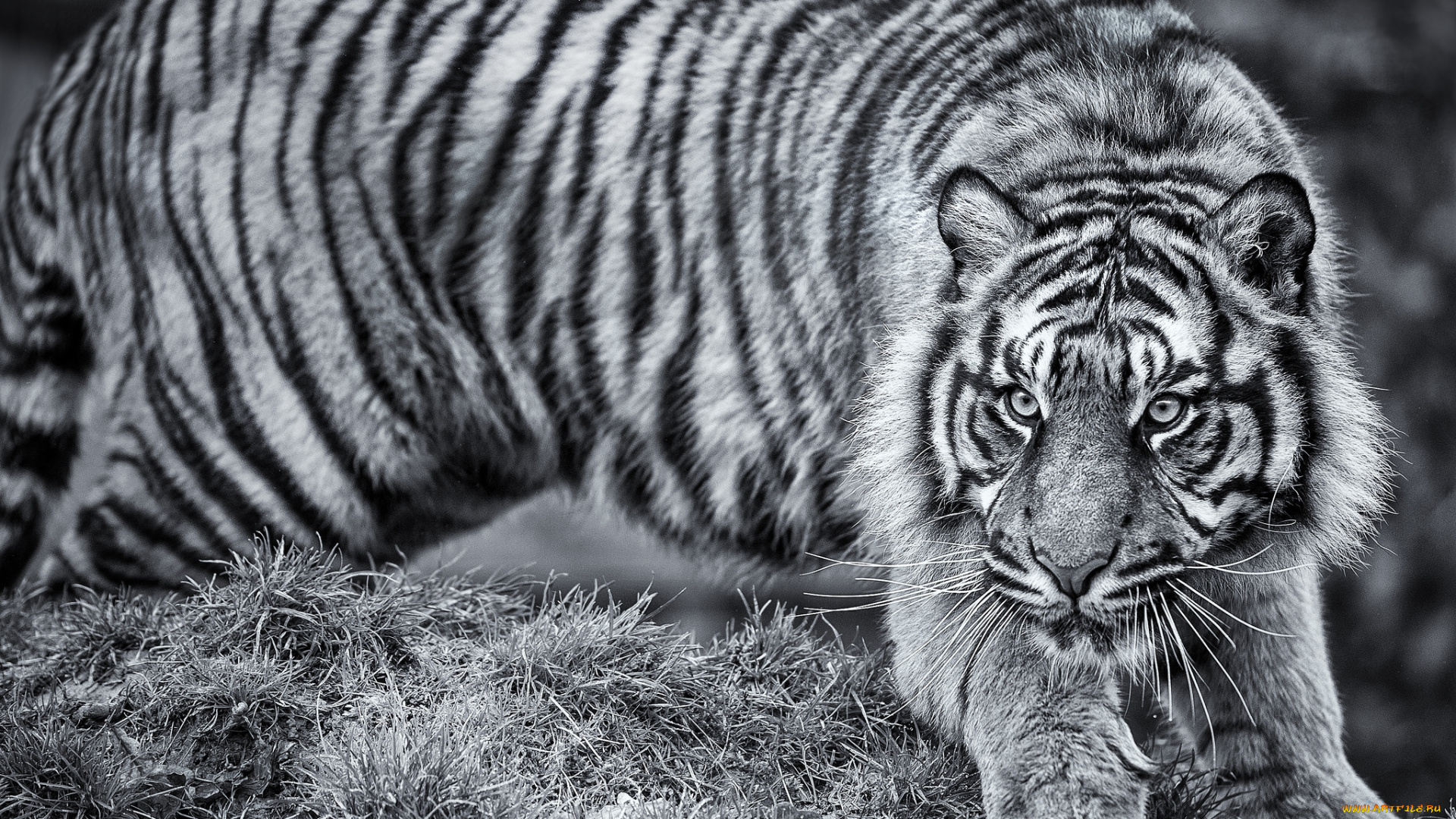 животные, тигры, хищник, полосатый