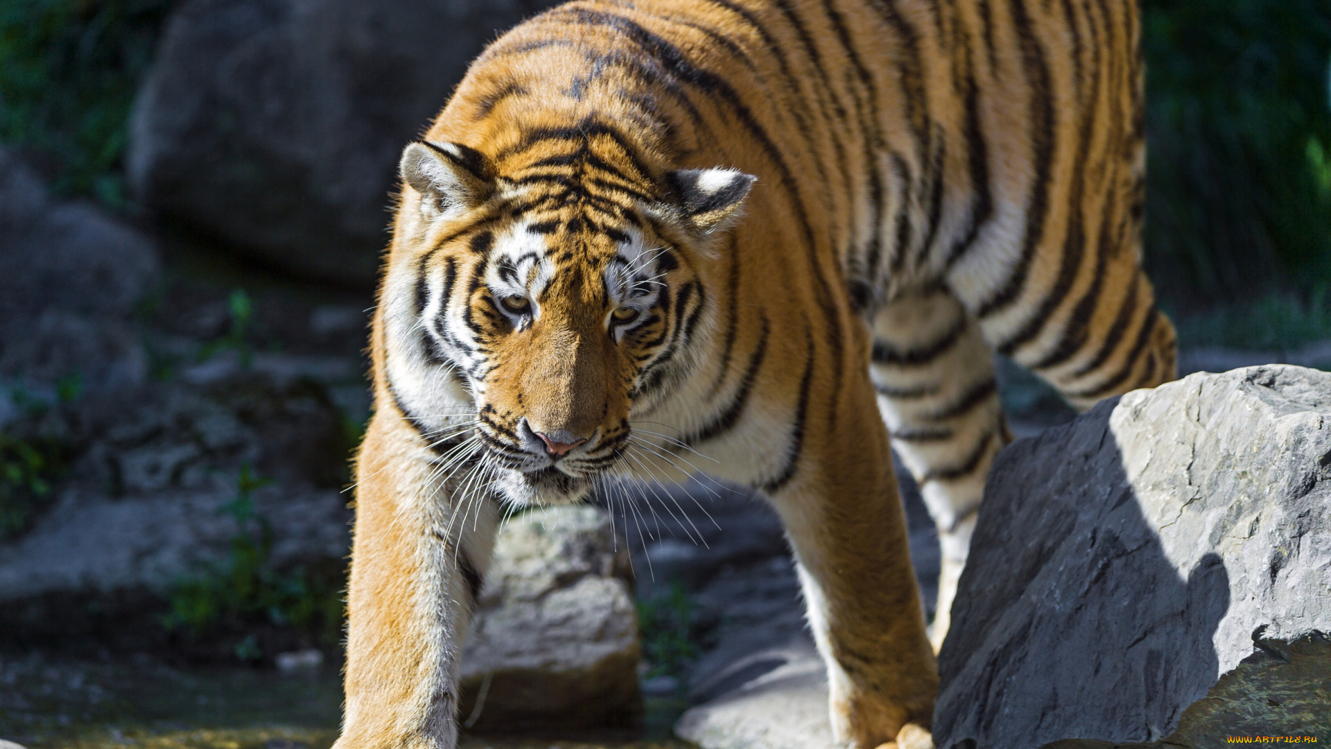 животные, тигры, полосатый, хищник