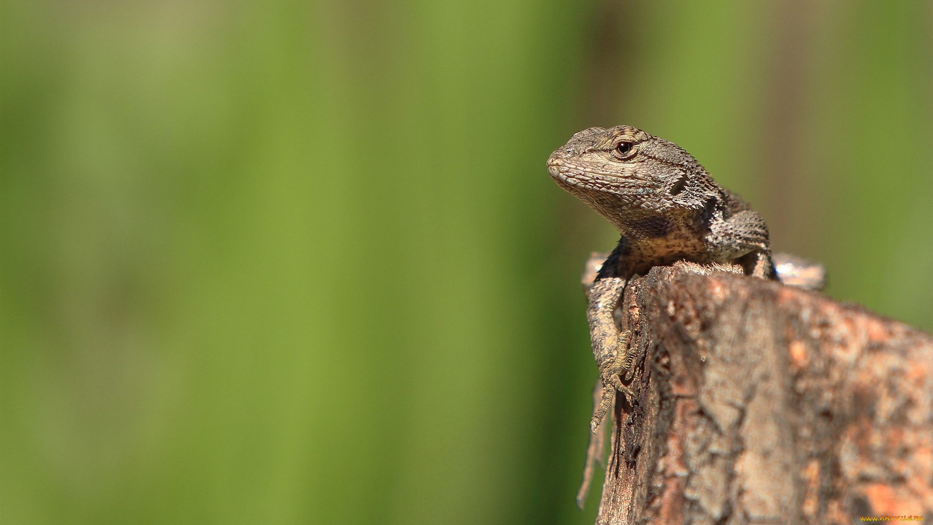 животные, Ящерицы, игуаны, вараны, зелень, рептилия, ящерица, камень