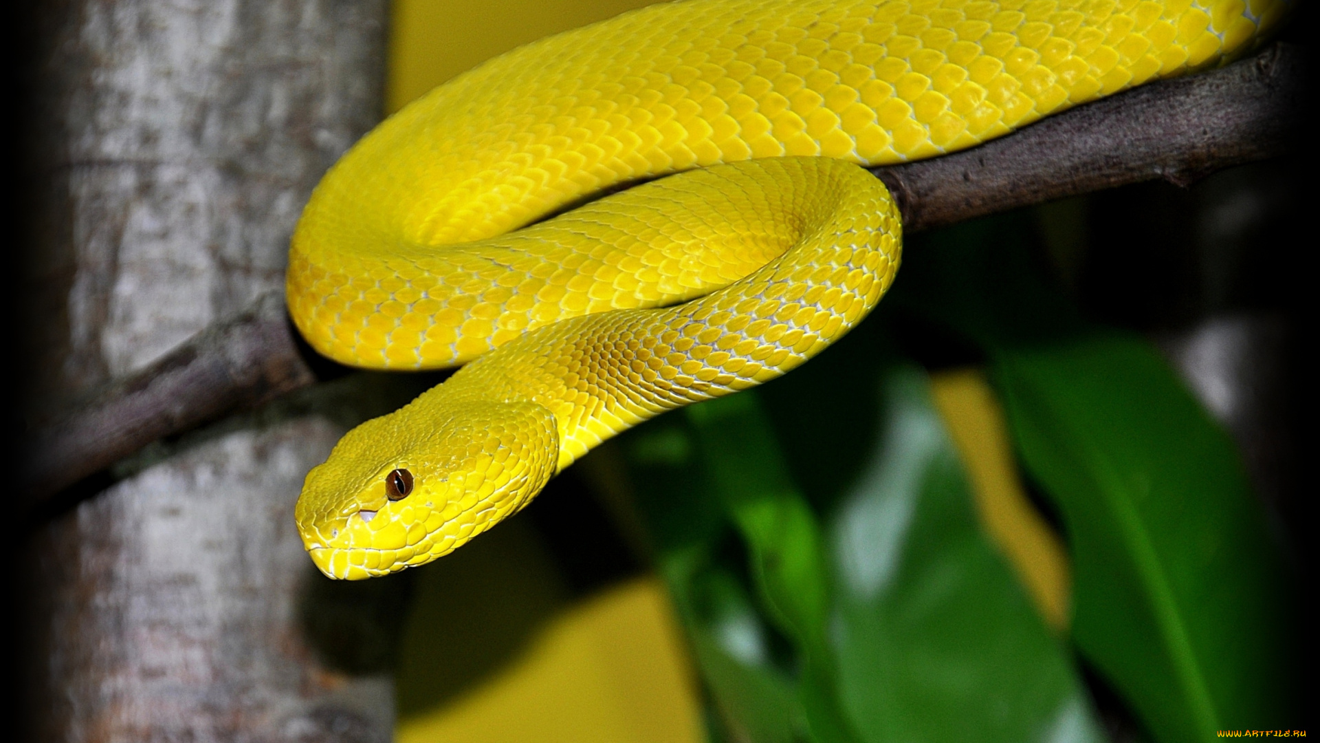 животные, змеи, питоны, кобры, питон