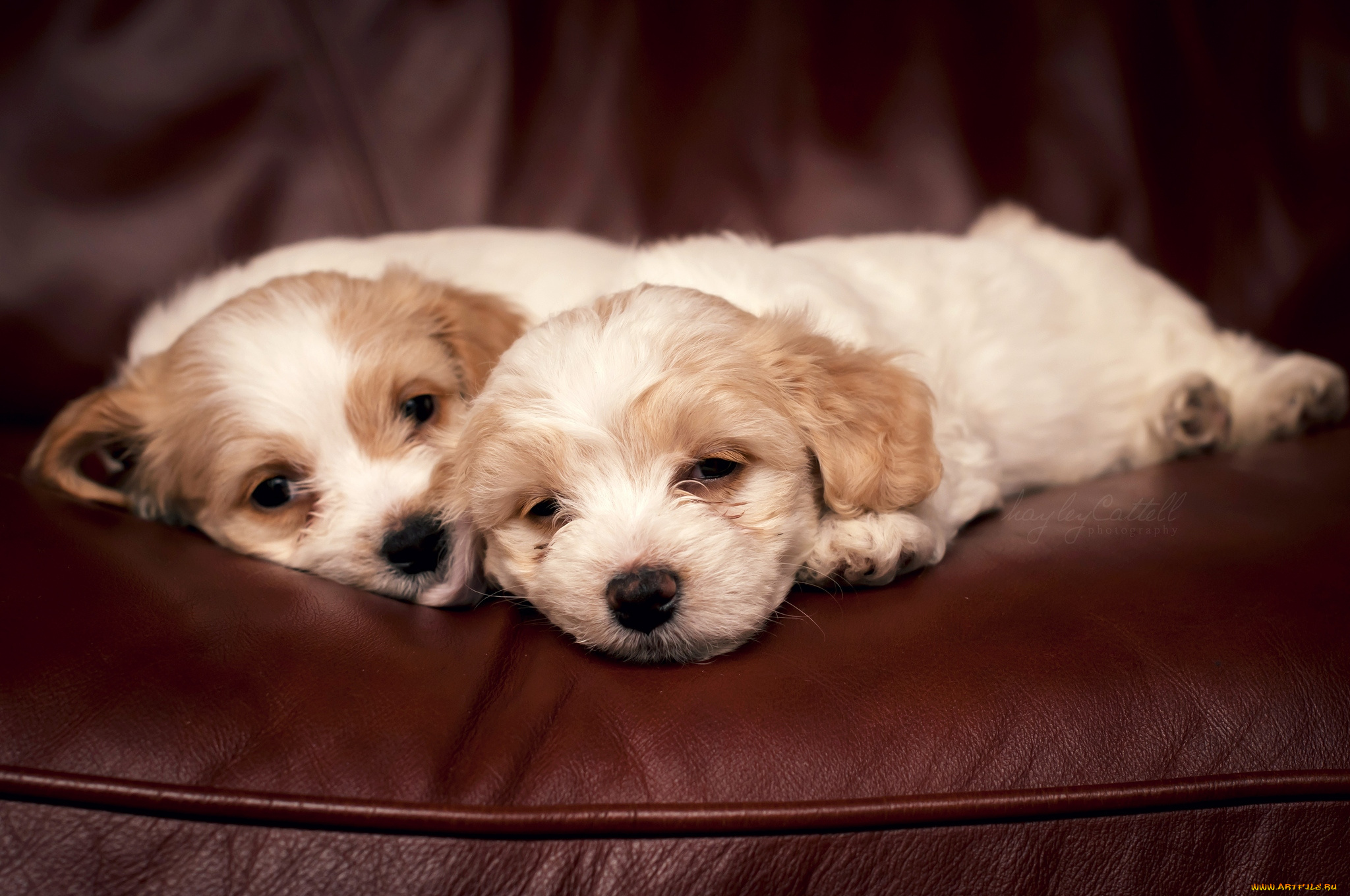 животные, собаки, щенки