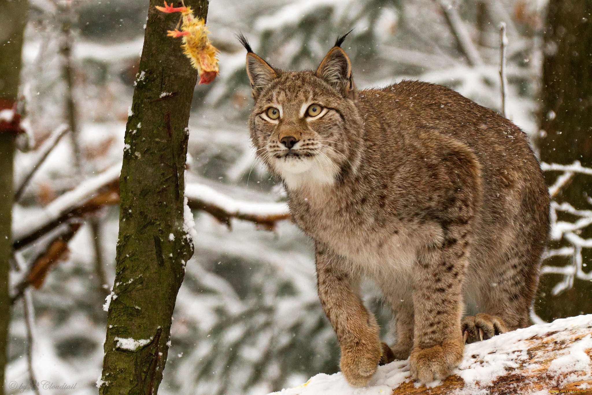 животные, рыси, кошка, снег